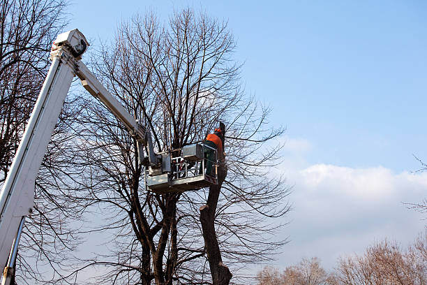 How Our Tree Care Process Works  in  Pulaski, VA